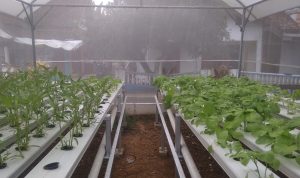 Tanaman Hydroponik Desa Pawind...